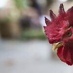 Uhkaako H5N8-lintuinfluenssa ihmistä?